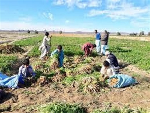 تولید٣١۴ هزار تن انواع سبزیجات در سیستان وبلوچستان