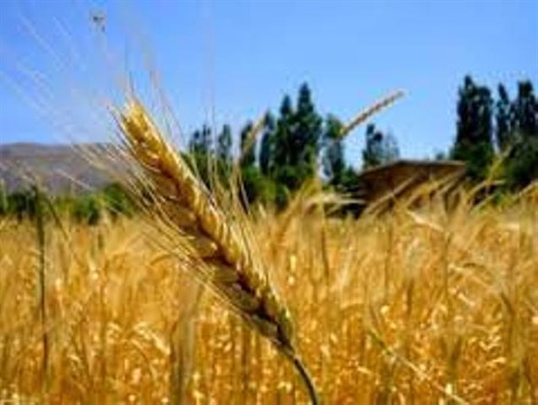 98 درصد از اراضی دیم خدابنده به صورت مکانیزه و نیمه مکانیزه کشت می شوند