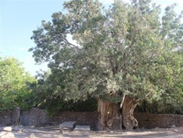 نماینده میراث فرهنگی رفسنجان نسبت به ثبت درخت کهنسال پسته اودرج اقدام کند