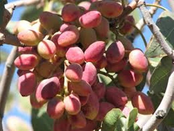 سرمازدگی و آفات؛ بزرگترین مشکلات پیش روی پسته کاران خاتم / صندوق بیمه کشاورزی هوای کشاورزان را ندارد