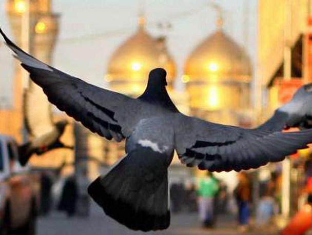 2 هفته فرصت برای کمک به برپایی موکب اربعین طبسی‌ها در کاظمین