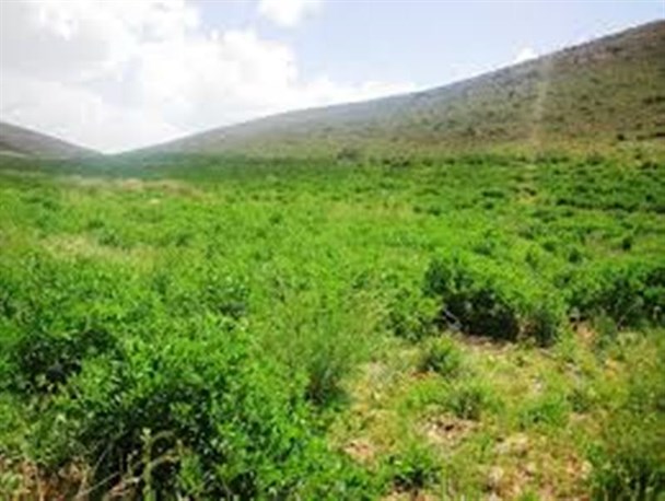 عملیات بذرکاری در ۴۰ هکتار از اراضی ملی