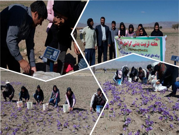 خلیل آباد مقام نخست خراسان رضوی در مسابقات جمع آوری زعفران را کسب کرد