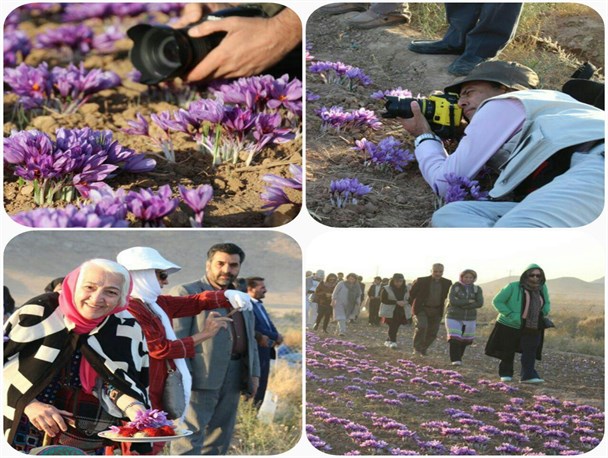 حضور تور گردشگری زعفران در مزارع زعفران قاین/ تصویری