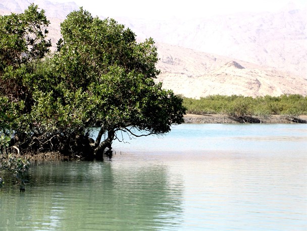 جنگل های دریایی حرا؛ منحصر به فرد ترین جاذبه طبیعی جهان+تصویر