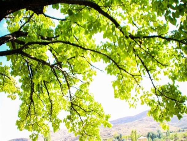 هنرنمایی پاییز در باغات ماکو+ تصاویر