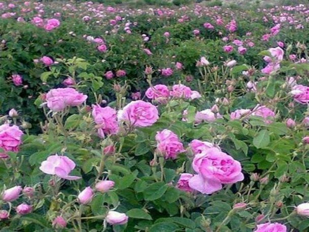 احداث 6هکتار باغ گل محمدی در شهرستان نیمروز