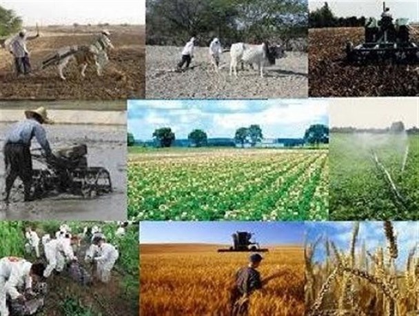 فعالیت تعاونی‌های تولیدی در گرو ایجاد تعاونی‌های توزیع و بازاریابی است/ اصلاح الگوی کشت دچار شعار‌زدگی شده است