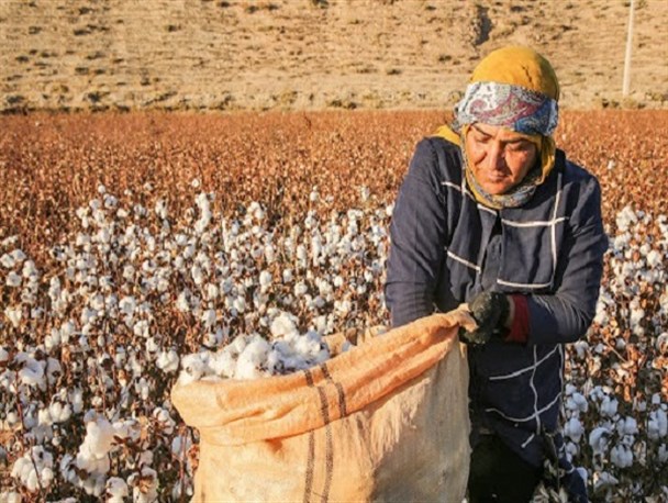 برداشت سنتی پنبه از مشکلات پیش رو کشاورزان خراسان شمالی