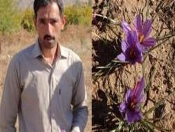 کشت موفقیت آمیز طلای سرخ در قالب طرح اقتصاد مقاومتی