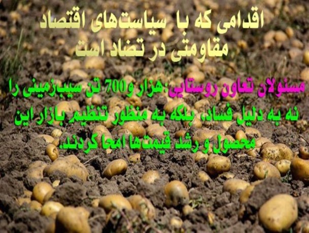 امحاء و دفن ۱۷۰۰ تن سیب‌زمینی برای جلوگیری از کاهش قیمت/گرافیک