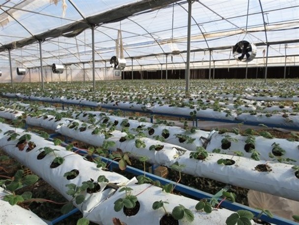 نگاهی به طرح های اقتصاد مقاومتی  در زرندیه