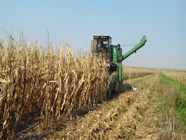 آغاز برداشت ذرت دانه ای درسطح بیش از ۱۷هزار هکتار مزارع شوش