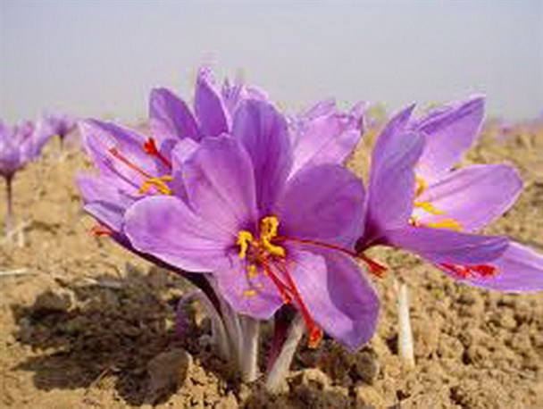 زعفران سوغات اقدام و عمل بسیجیان کیار
