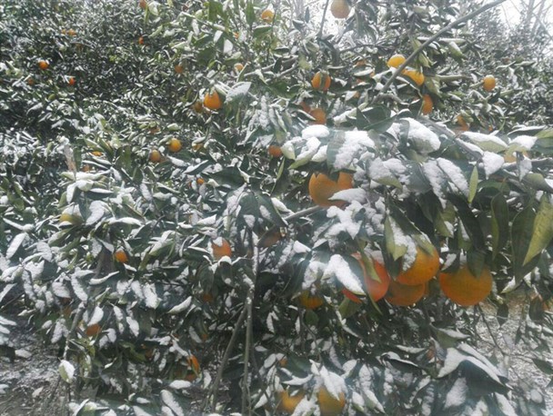 یخبندان موجب خسارت 150 میلیاردی به باغات گلستان شد + تصاویر
