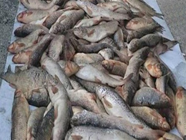 معدوم سازی ۱۰۰ کیلو ماهی فاسد در شهرستان البرز