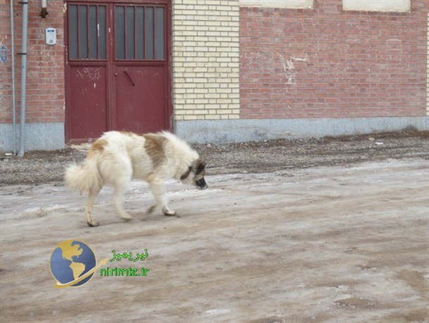 جولان سگ‌های ولگرد در نیر ادامه دارد+ تصاویر