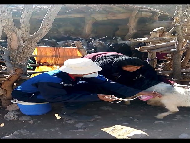 تیم دامپزشکی به مناطق محروم و صعب العبور شهرستان باشت اعزام شد+تصاویر