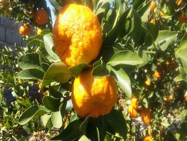 آغاز برداشت محصول نارنگی از باغات حاجی آباد+تصاویر