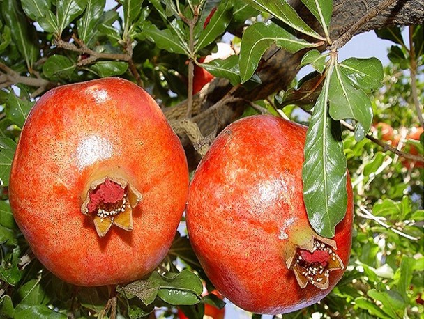 اجرای طرح عقیم‌سازی کرم گلوگاه انار در ساوه