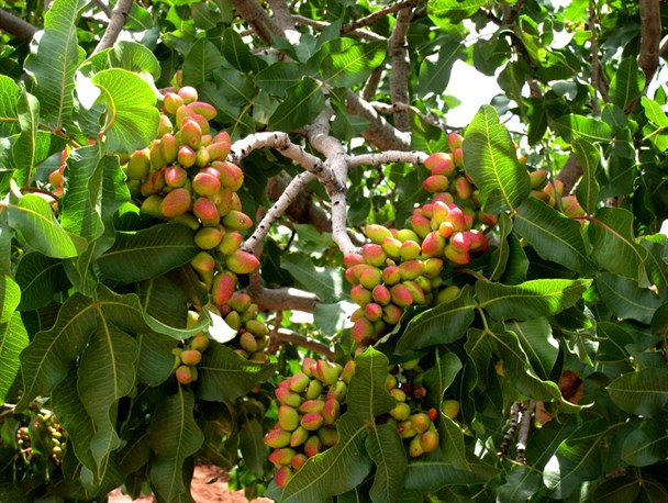 سرخس موطن و خاستگاه پسته در دنیا است