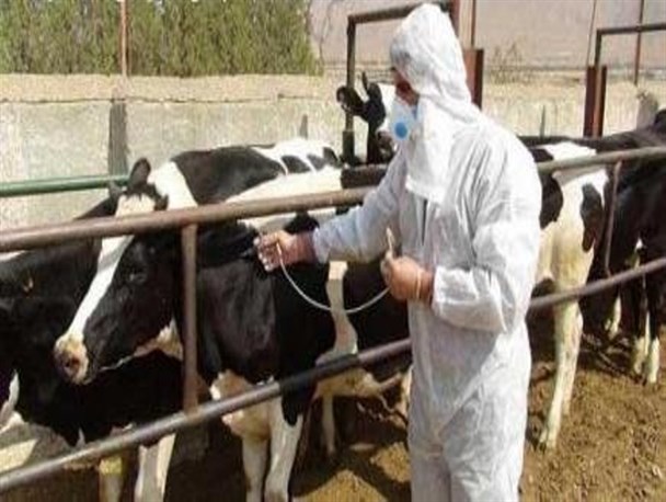 واکسیناسیون بیش از 49 هزار دام علیه بیماری بروسلوز در بیجار