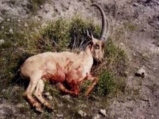 کشف گوشت شکار در خانه یک شکارچی در سی سخت