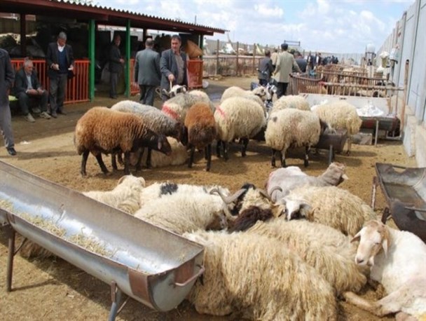 بازار دام زنده در چناران راه اندازی می‌شود