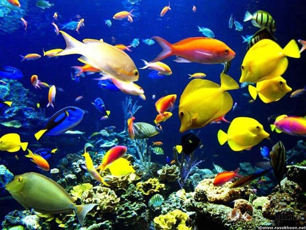 تولید یک میلیون قطعه ماهی زینتی در یک کارگاه خانگی/ ایجاد اشتغال مستقیم برای ۷ نفر