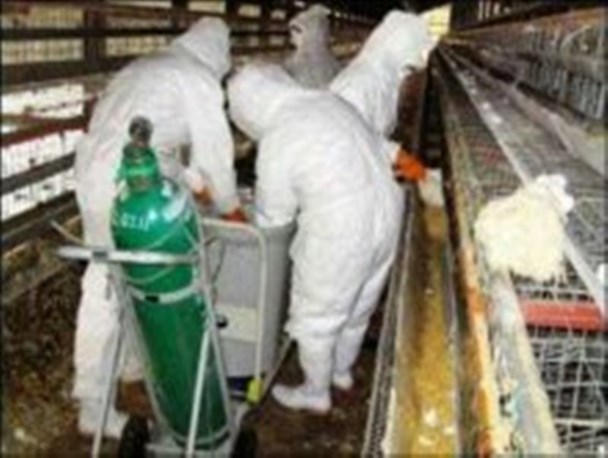آنفولانزای فوق حاد پرندگان شهر پاتاوه را فرا گرفت