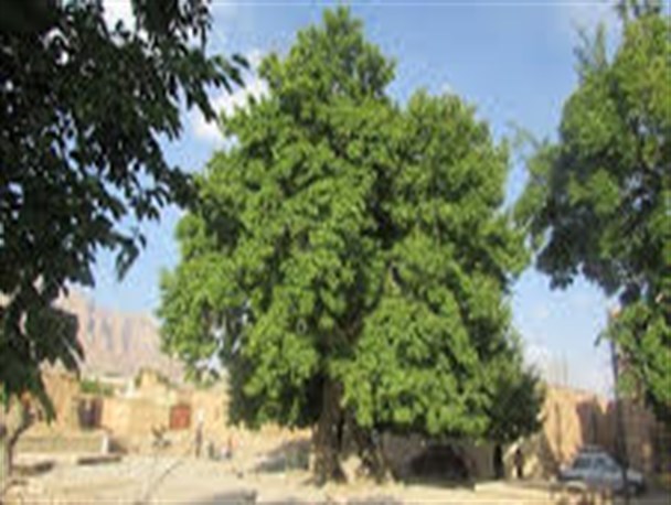نگاهی به چنار کهنسال تنگچنار در شهرستان مهریز