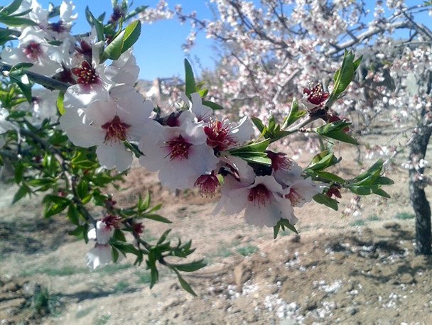 بهار طبیعت در دهستان سخوید به روایت تصویر