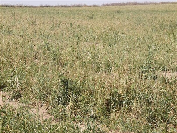 خسارت وارده به اراضی کشاورزی روستاهای اهواز و شوش در پی بارش تگرگ