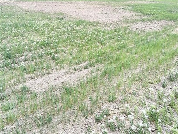 آتش بی تدبیری مسئولان، جان گندمزارهای سیستان را گرفت/ کشاورزان سیستانی فقیرتر شدند