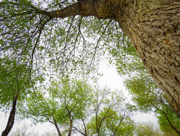 زیبایی‌های فصل بهار در شهر مرزی سرخس