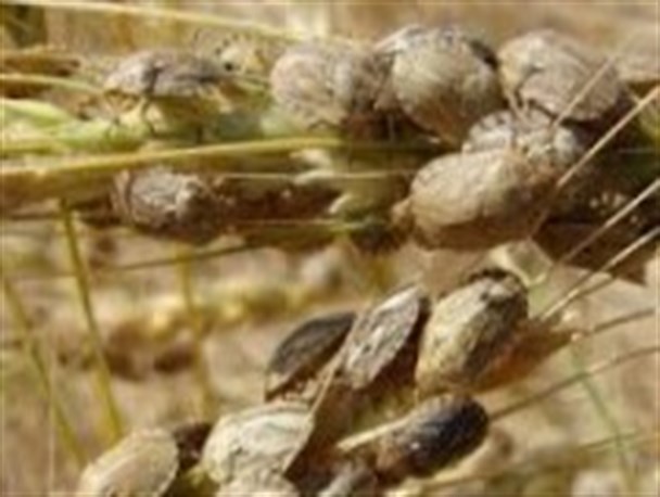 سمپاشی هزار و ۶۰۰ هکتار از مزارع غلات شهرستان نطنز علیه آفت سن مادر