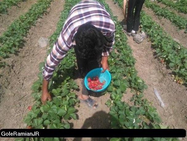 برداشت توت فرنگی در مزارع فندرسک/تصاویر