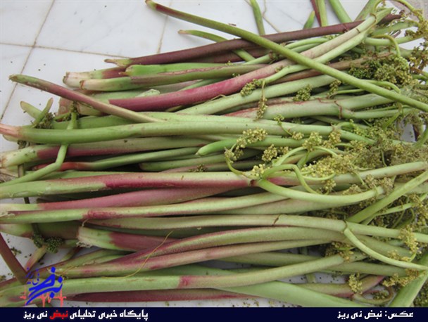 «ریواس» گیاهی جذاب که این روزها زیاد مشتری دارد