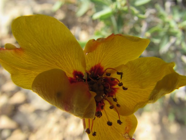 گلهای وحشی ارتفاعات روستای استاد گردشگران را می خوانند