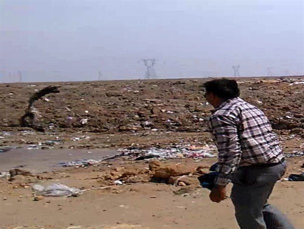 رهاسازی یک بهله پرنده شکاری سارگپه در بندر ماهشهر