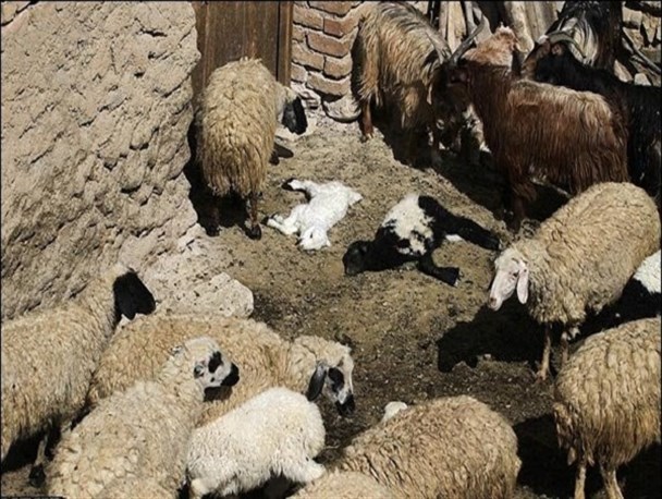 70 هزار رأس دام در برابر تب برفکی واکسینه شدند