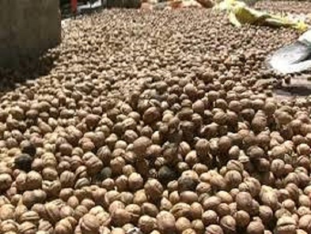محکومیت میلیاردی قاچاقچی گردو/ قاچاق پارچه در هیرمند