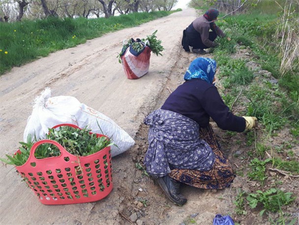 زنان سرپرستی که با چیدن سبزی، نان می خرند/ کسب روزی حلال در اوج محرومیت/زنان کارگر مظلومیت را فریاد می زنند+تصویر
