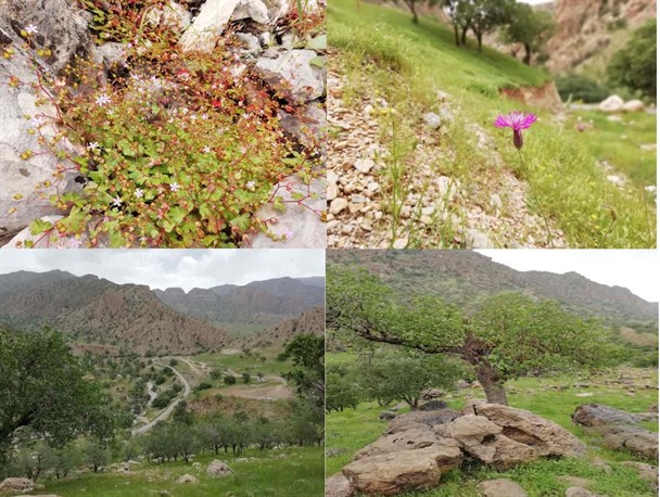 طبیعت زیبای گچساران در روزهای بهاری+تصاویر