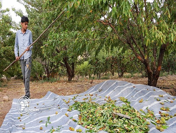 بادامِ سامان، محصولی با شهرت جهانی/ حمایت از باغ‌داران، کلید رفع بیکاری در چهارمحال و بختیاری