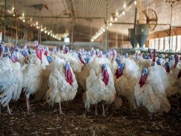 صادرات جوجه بوقلمون زنجان به ارمنستان/ سالانه نزدیک به ۶ هزار تن گوشت بوقلمون در استان زنجان تولید می‌شود