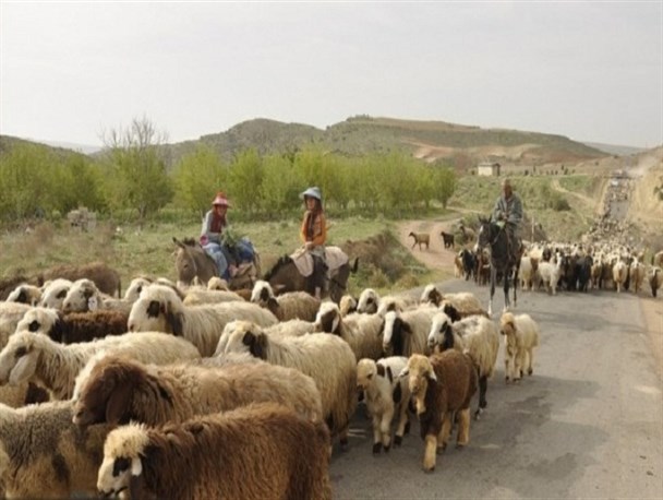 کوچ بهاره زودهنگام عشایر استان کرمانشاه آغاز شده است