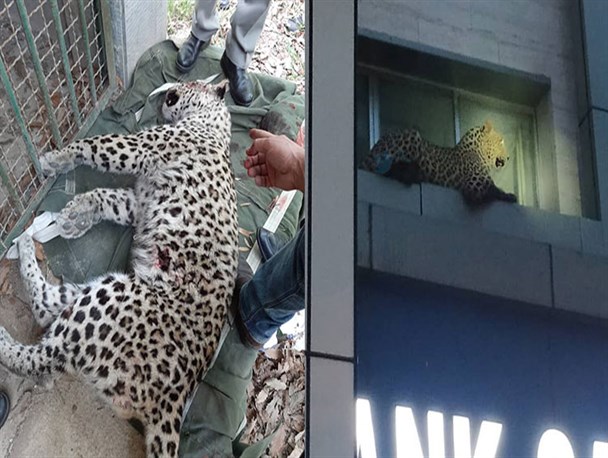 دستور استاندار مازندران برای بررسی علل تلف‌شدن پلنگ مشاهده شده در قائمشهر