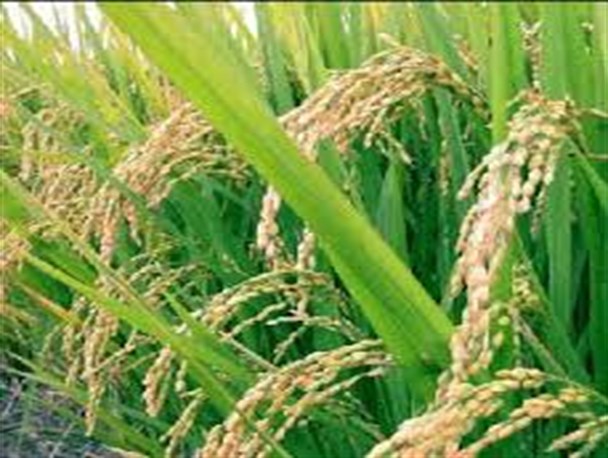 استفاده از کودهای بیولوژیک در حفظ محیط زیست موثر است