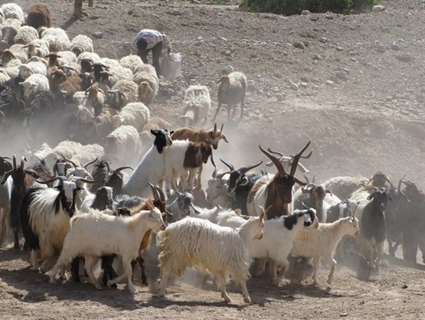 عشایر ایل سنگسری در مسیر کوچ بهاره